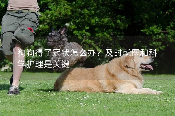 狗狗得了冠状怎么办？及时就医和科学护理是关键