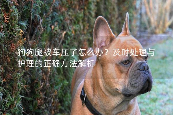 狗狗腿被车压了怎么办？及时处理与护理的正确方法解析