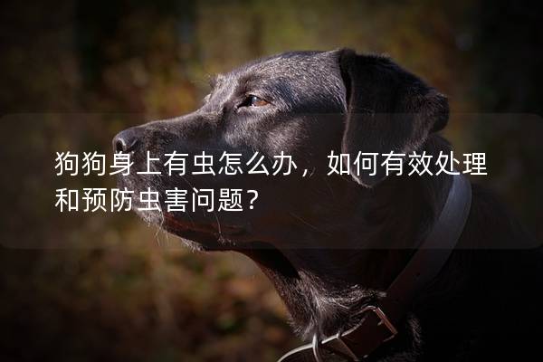 狗狗身上有虫怎么办，如何有效处理和预防虫害问题？