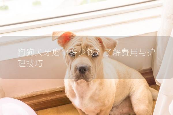 狗狗犬牙磨平多少钱？了解费用与护理技巧