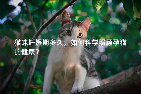 猫咪妊娠期多久，如何科学照顾孕猫的健康？