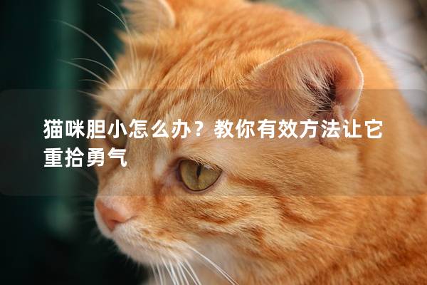 猫咪胆小怎么办？教你有效方法让它重拾勇气