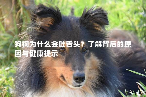 狗狗为什么会吐舌头？了解背后的原因与健康提示