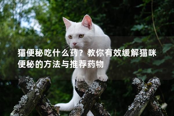 猫便秘吃什么药？教你有效缓解猫咪便秘的方法与推荐药物