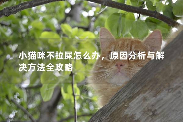 小猫咪不拉屎怎么办，原因分析与解决方法全攻略