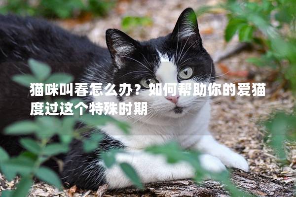 猫咪叫春怎么办？如何帮助你的爱猫度过这个特殊时期