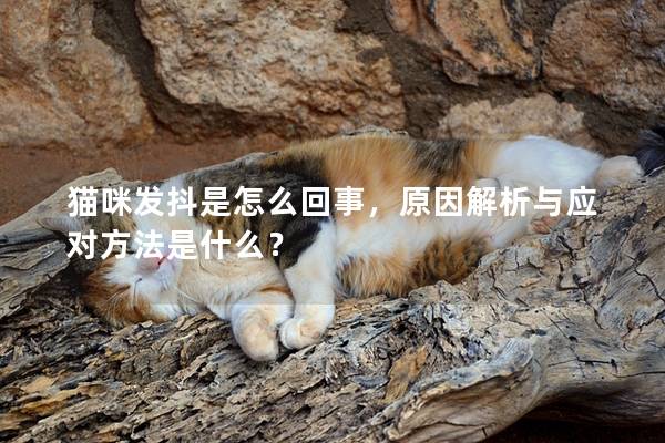 猫咪发抖是怎么回事，原因解析与应对方法是什么？