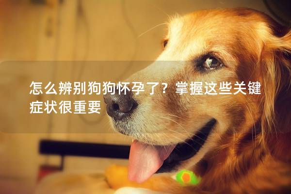 怎么辨别狗狗怀孕了？掌握这些关键症状很重要