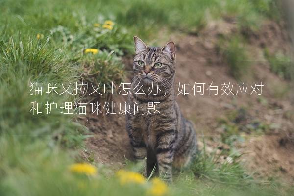 猫咪又拉又吐怎么办，如何有效应对和护理猫咪健康问题