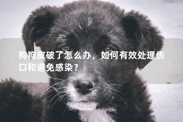 狗狗皮破了怎么办，如何有效处理伤口和避免感染？