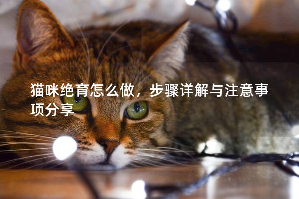 猫咪绝育怎么做，步骤详解与注意事项分享