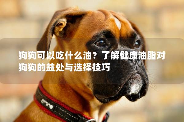 狗狗可以吃什么油？了解健康油脂对狗狗的益处与选择技巧