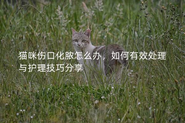 猫咪伤口化脓怎么办，如何有效处理与护理技巧分享