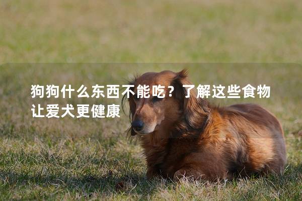 狗狗什么东西不能吃？了解这些食物让爱犬更健康