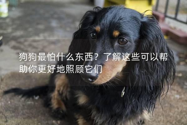 狗狗最怕什么东西？了解这些可以帮助你更好地照顾它们