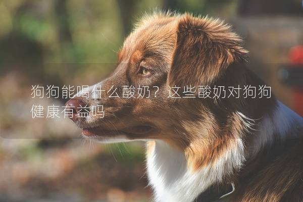 狗狗能喝什么酸奶？这些酸奶对狗狗健康有益吗