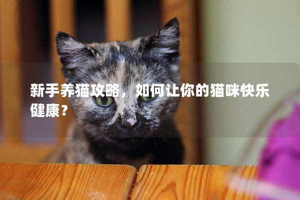 新手养猫攻略，如何让你的猫咪快乐健康？