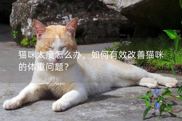 猫咪太瘦怎么办，如何有效改善猫咪的体重问题？