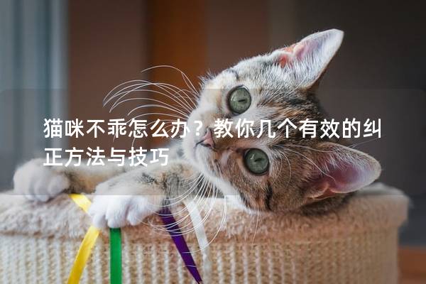 猫咪不乖怎么办？教你几个有效的纠正方法与技巧