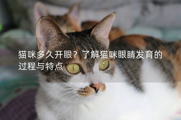 猫咪多久开眼？了解猫咪眼睛发育的过程与特点