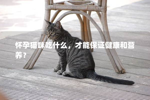 怀孕猫咪吃什么，才能保证健康和营养？