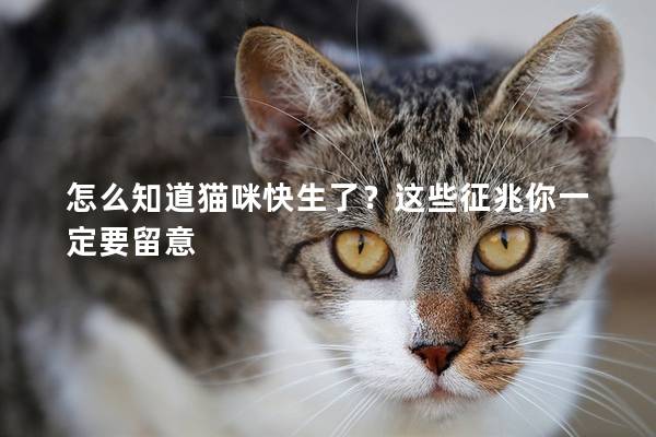 怎么知道猫咪快生了？这些征兆你一定要留意