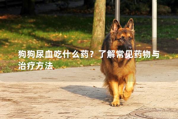 狗狗尿血吃什么药？了解常见药物与治疗方法