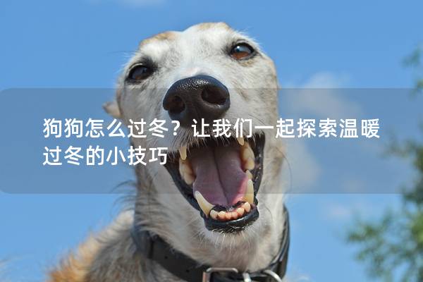 狗狗怎么过冬？让我们一起探索温暖过冬的小技巧