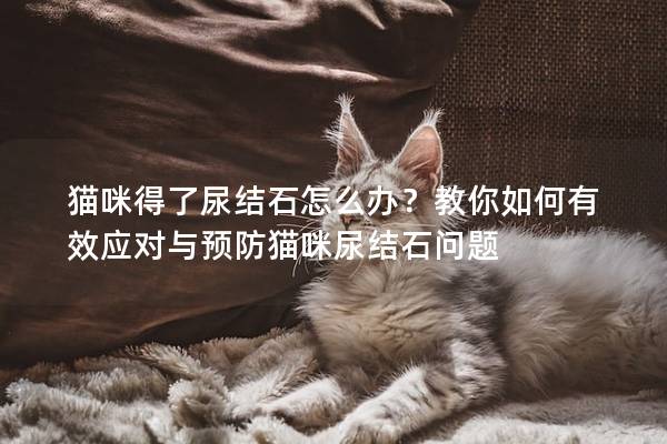 猫咪得了尿结石怎么办？教你如何有效应对与预防猫咪尿结石问题