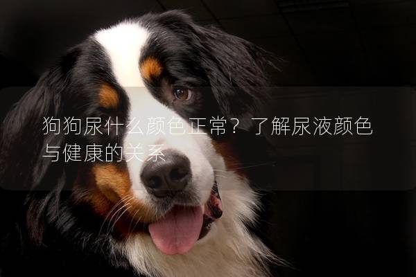 狗狗尿什么颜色正常？了解尿液颜色与健康的关系