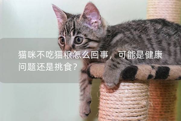 猫咪不吃猫粮怎么回事，可能是健康问题还是挑食？