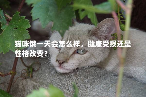 猫咪饿一天会怎么样，健康受损还是性格改变？