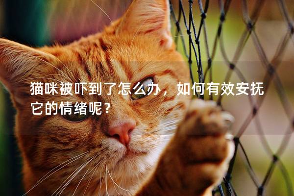 猫咪被吓到了怎么办，如何有效安抚它的情绪呢？