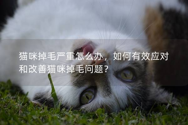 猫咪掉毛严重怎么办，如何有效应对和改善猫咪掉毛问题？