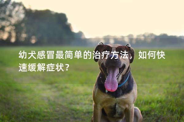 幼犬感冒最简单的治疗方法，如何快速缓解症状？