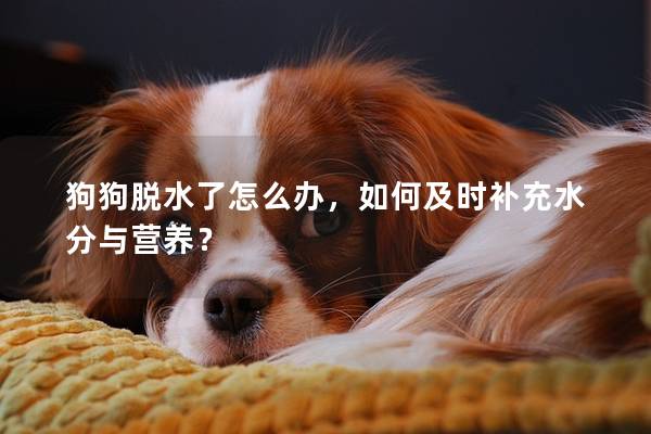 狗狗脱水了怎么办，如何及时补充水分与营养？