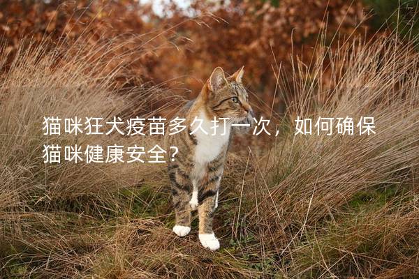 猫咪狂犬疫苗多久打一次，如何确保猫咪健康安全？