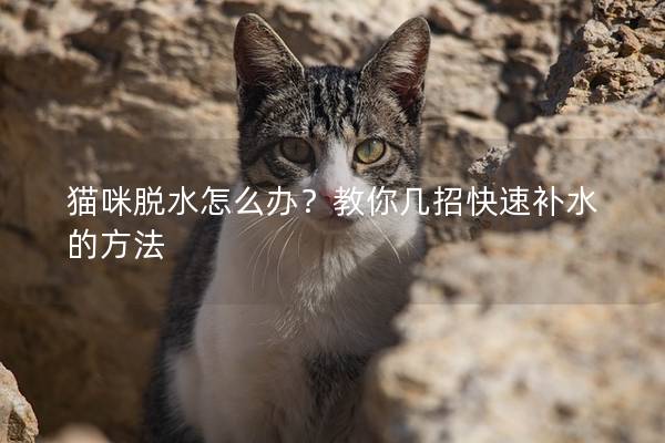 猫咪脱水怎么办？教你几招快速补水的方法