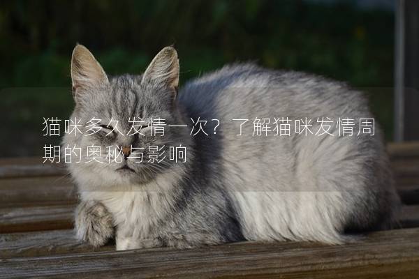 猫咪多久发情一次？了解猫咪发情周期的奥秘与影响