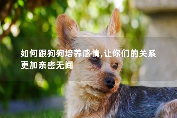 如何跟狗狗培养感情,让你们的关系更加亲密无间