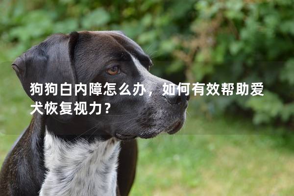 狗狗白内障怎么办，如何有效帮助爱犬恢复视力？