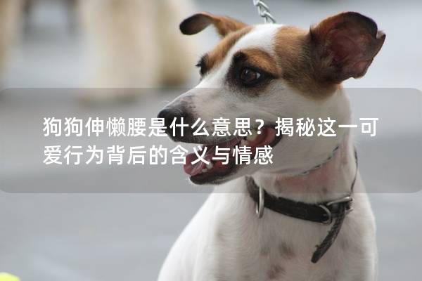 狗狗伸懒腰是什么意思？揭秘这一可爱行为背后的含义与情感