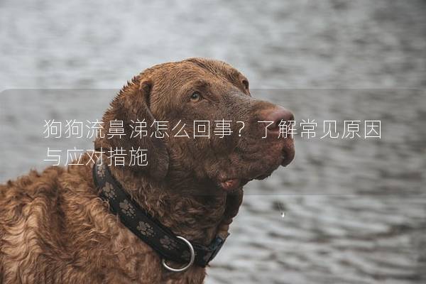 狗狗流鼻涕怎么回事？了解常见原因与应对措施