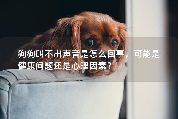 狗狗叫不出声音是怎么回事，可能是健康问题还是心理因素？