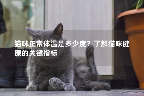 猫咪正常体温是多少度？了解猫咪健康的关键指标