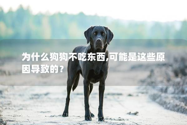 为什么狗狗不吃东西,可能是这些原因导致的？