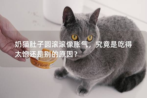 奶猫肚子圆滚滚像胀气，究竟是吃得太饱还是别的原因？