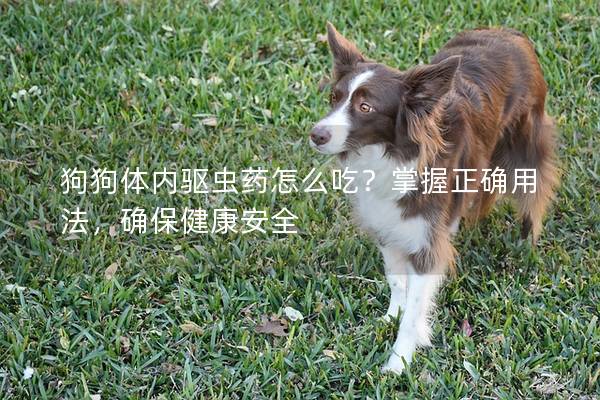 狗狗体内驱虫药怎么吃？掌握正确用法，确保健康安全