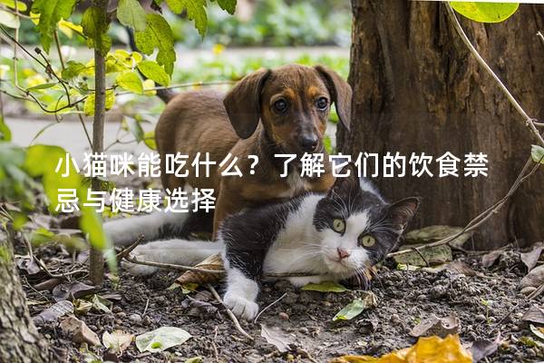 小猫咪能吃什么？了解它们的饮食禁忌与健康选择