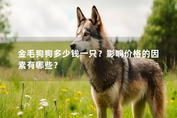 金毛狗狗多少钱一只？影响价格的因素有哪些？